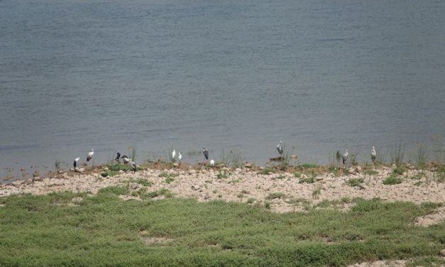 Lahan Gambut Asia Tenggara Jadi Sumber Emisi Gas Rumah Kaca