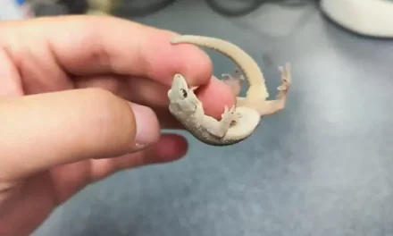 Spesies Tokek Baru Di Temukan Ilmuwan Di Cagar Alam Kamboja