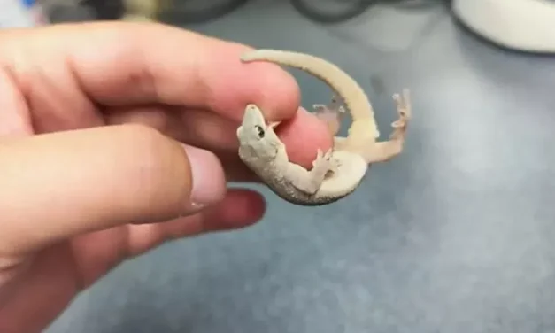 Spesies Tokek Baru Di Temukan Ilmuwan Di Cagar Alam Kamboja