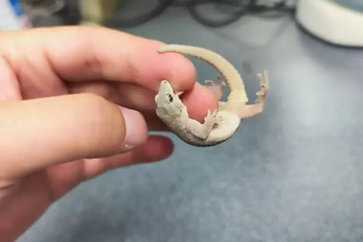 Spesies Tokek Baru Di Temukan Ilmuwan Di Cagar Alam Kamboja