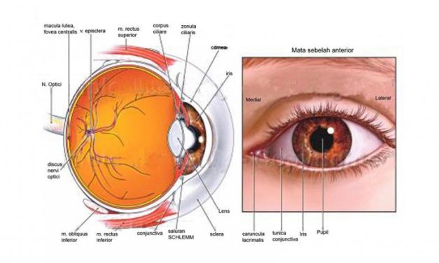 Fungsi Dan Struktur Mata Manusia Yang Perlu Diketahui