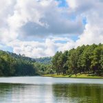 Jenis-Jenis Hutan Di Dunia Dan Karakteristiknya