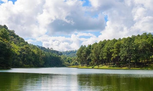 Jenis-Jenis Hutan Di Dunia Dan Karakteristiknya