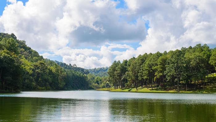 Jenis-Jenis Hutan Di Dunia Dan Karakteristiknya