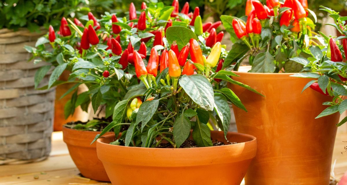 Panduan Lengkap Budidaya Cabai Untuk Pemula Hingga Panen