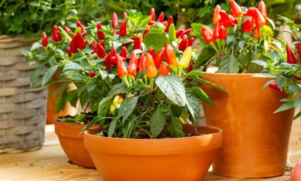 Panduan Lengkap Budidaya Cabai Untuk Pemula Hingga Panen