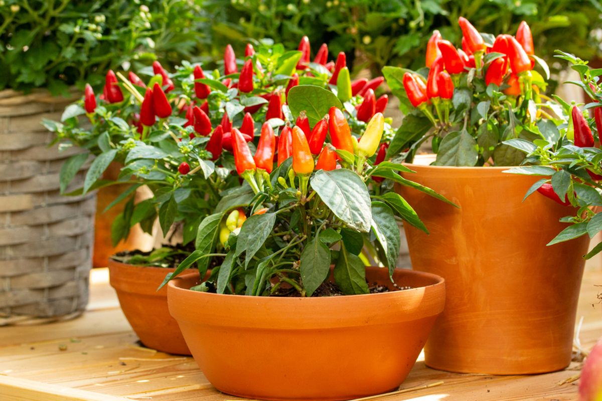 Panduan Lengkap Budidaya Cabai Untuk Pemula Hingga Panen