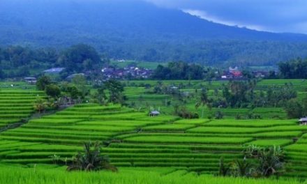 Keindahan Sawah Terasering Dan Daya Tarik Wisatanya
