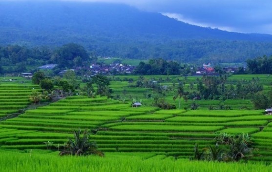 Keindahan Sawah Terasering Dan Daya Tarik Wisatanya