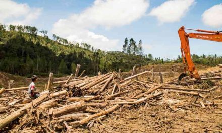 Deforestasi Dan Dampaknya Terhadap Perubahan Iklim Global