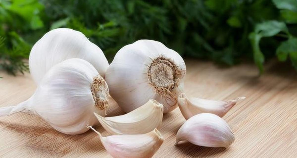 Khasiat Bawang Putih Kesehatan Masih Dipercaya Banyak Orang
