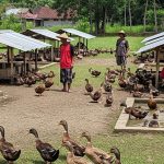 Peluang Bisnis Ternak Ayam Di Tahun 2026 Yang Menjanjikan
