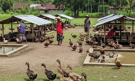 Peluang Bisnis Ternak Ayam Di Tahun 2026 Yang Menjanjikan
