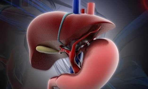 Fungsi Hati Bagi Tubuh Manusia Dan Cara Menjaga Kesehatannya