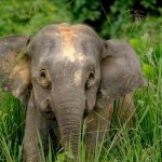 Gajah Borneo: Mengenal Satwa Unik Dan Upaya Pelestariannya