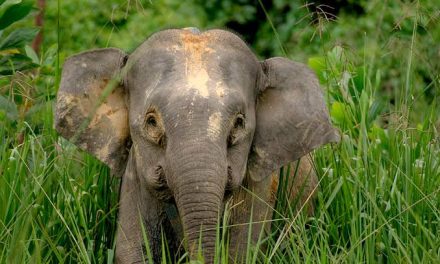 Gajah Borneo: Mengenal Satwa Unik Dan Upaya Pelestariannya