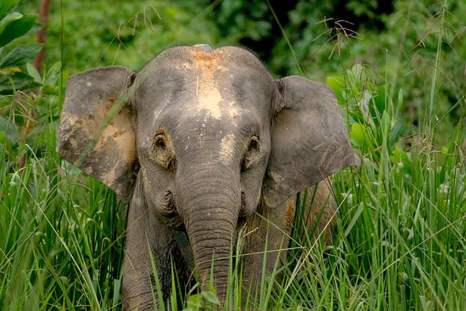 Gajah Borneo: Mengenal Satwa Unik Dan Upaya Pelestariannya