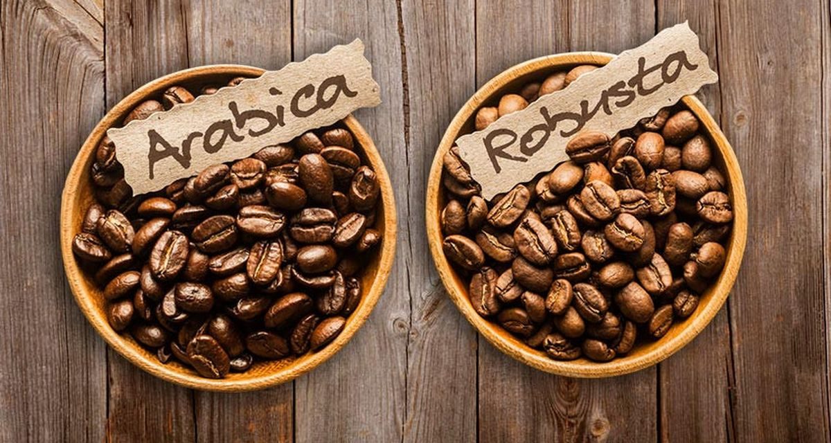 Kopi Arabika VS Robusta: Perbedaan Rasa, Aroma, Dan Kafeinnya