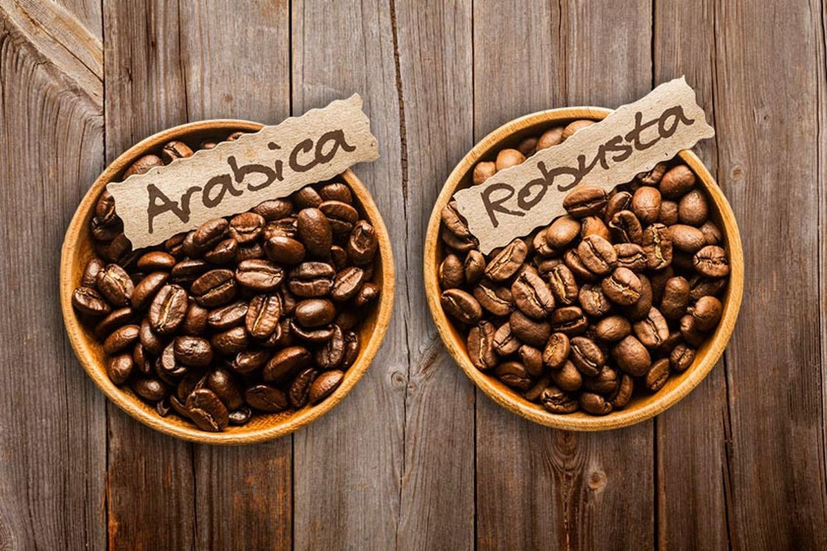 Kopi Arabika VS Robusta: Perbedaan Rasa, Aroma, Dan Kafeinnya