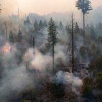 Kebakaran Hutan Menghabiskan 200.000 Hektare, Ini Dampaknya