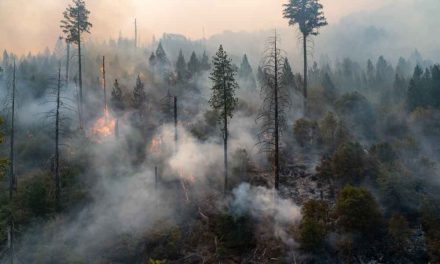 Kebakaran Hutan Menghabiskan 200.000 Hektare, Ini Dampaknya