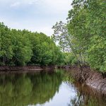 Hutan Mangrove Indonesia: Ekologis Dan Potensi Ekonomi Pesisir
