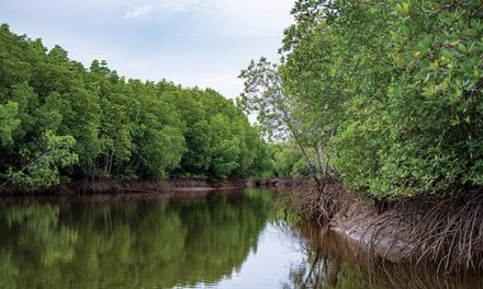 Hutan Mangrove Indonesia: Ekologis Dan Potensi Ekonomi Pesisir