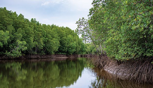 Hutan Mangrove Indonesia: Ekologis Dan Potensi Ekonomi Pesisir